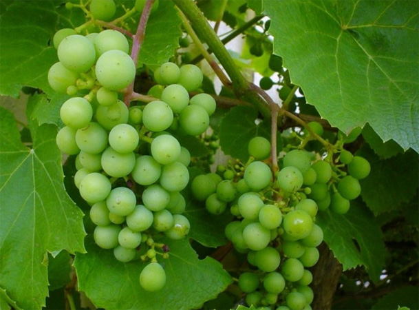 Grapes Fruit