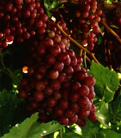Grapes Fruit