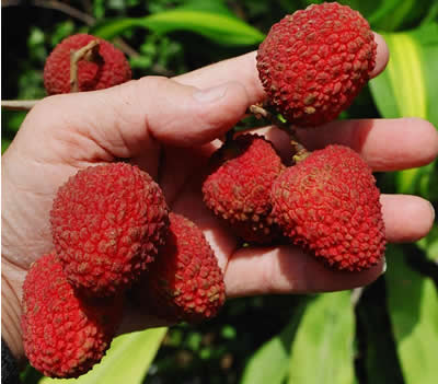 Health Benefits of Lychee